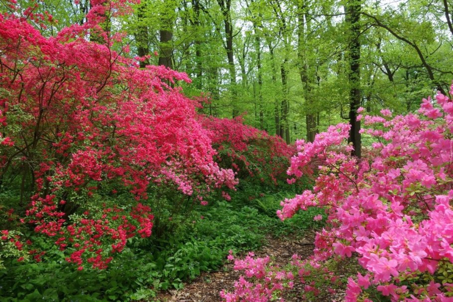 Лесная Флора Англии
