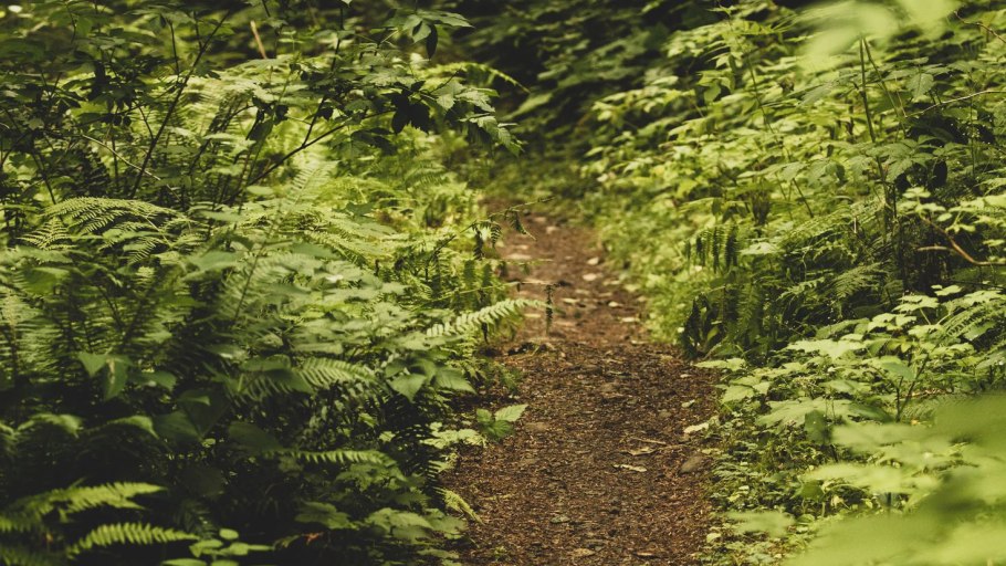 Исаак Левитан тропинка в лиственном лесу папоротники