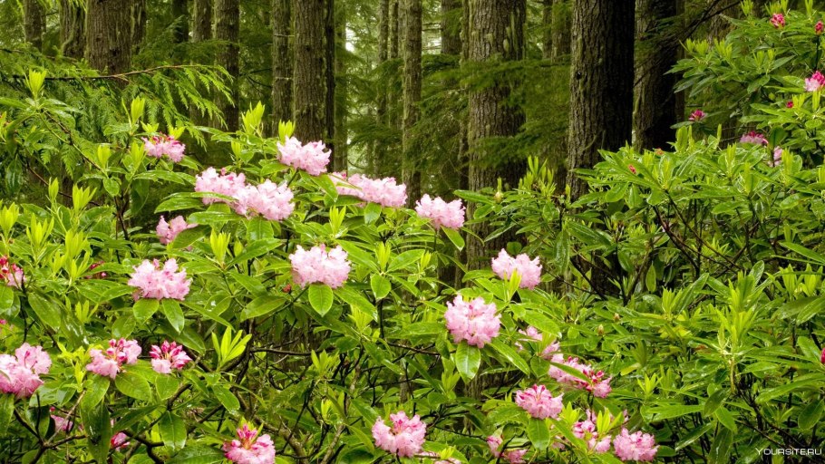 Исаак Левитан тропинка в лиственном лесу папоротники