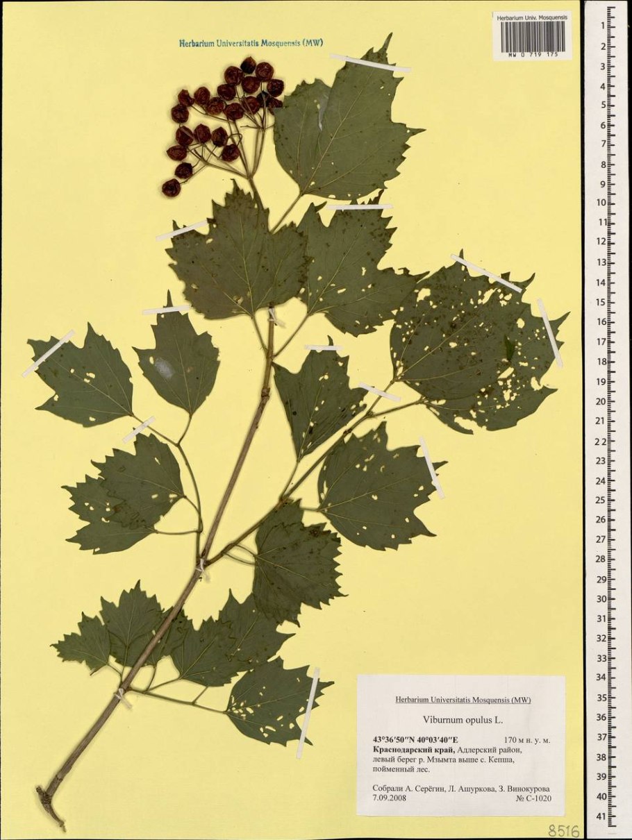 Калина бульденеж описание