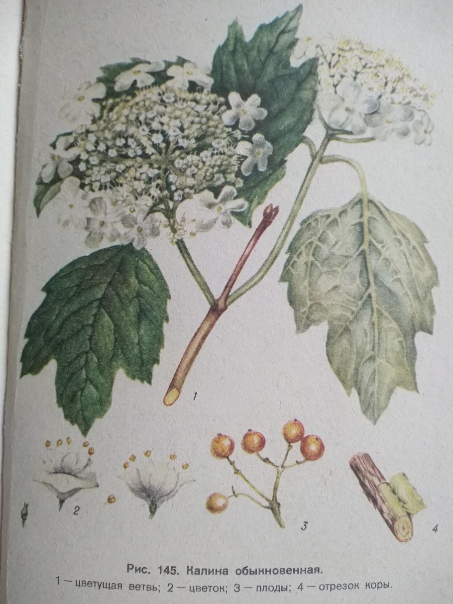 Калина гордовина изгородь