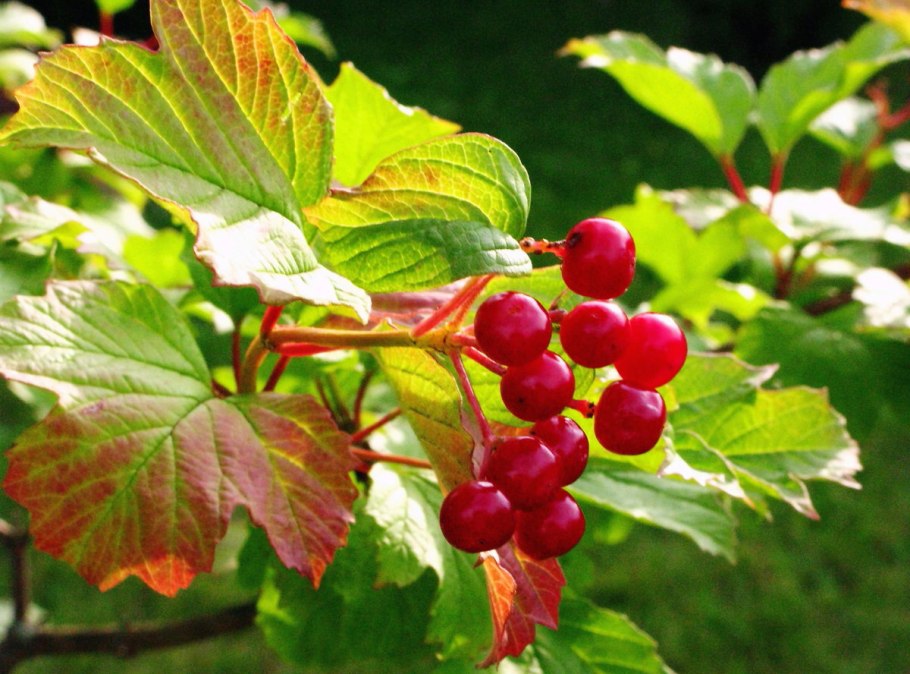 Общая схема обрезки плодовых деревьев