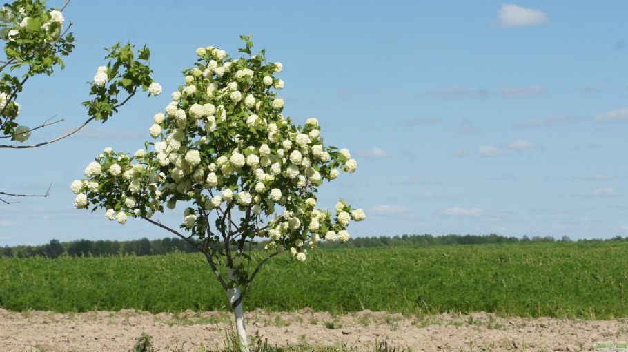 Калина обыкновенная формула цветка