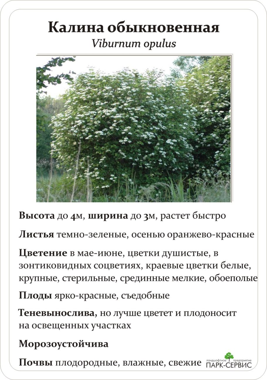 Калина обыкновенная саженцы