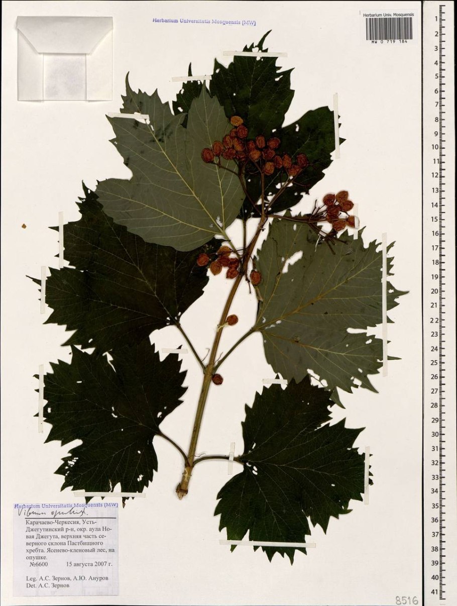 Калина обыкновенная Розеум высота