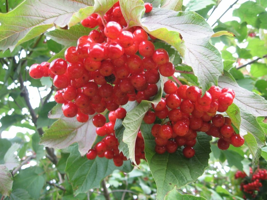 Viburnum opulus гербарий