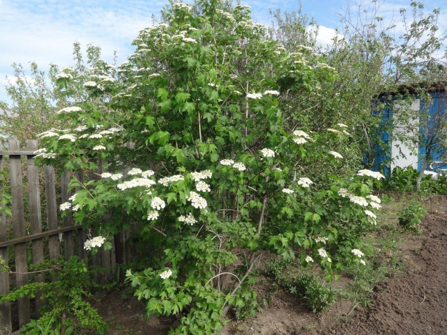 Калина обыкновенная (Viburnum opulus l.)