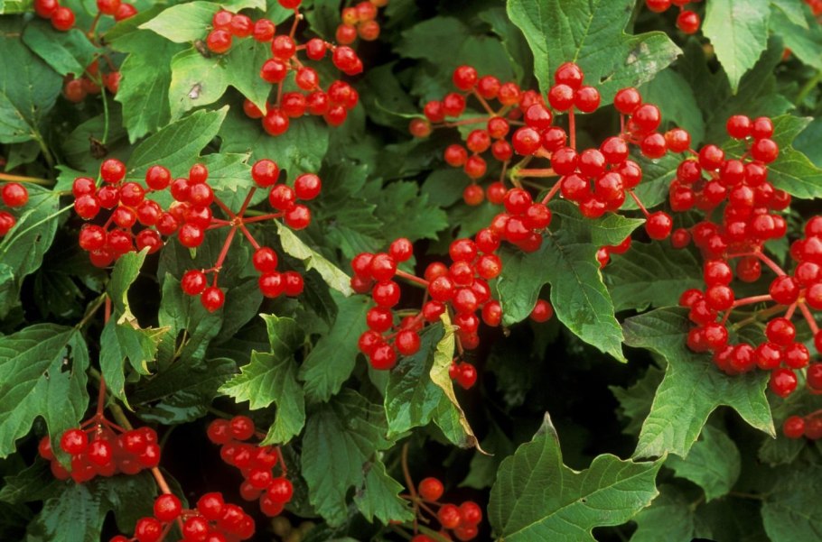 Калина обыкновенная бульденеж