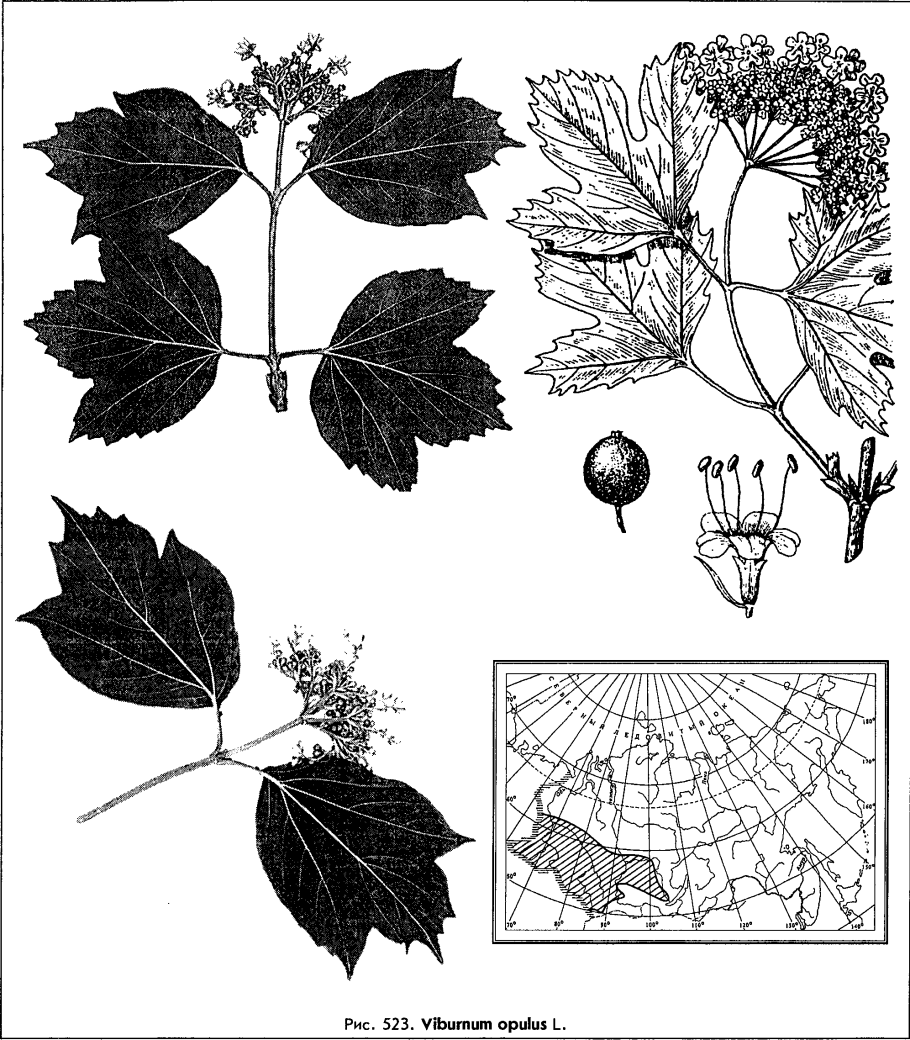 Калина Viburnum дерево