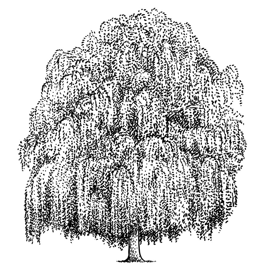 Ива гибридная Шверина улучшенная