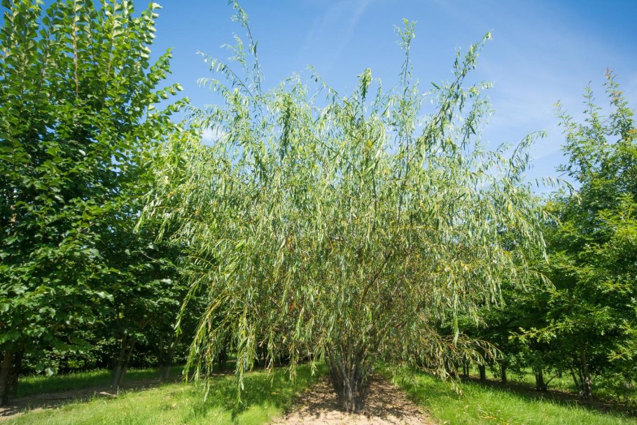 Ива белая, серебристая, ветла (Salix Alba)
