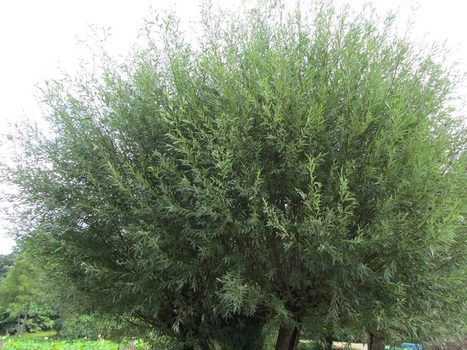 Ива белая Тристис