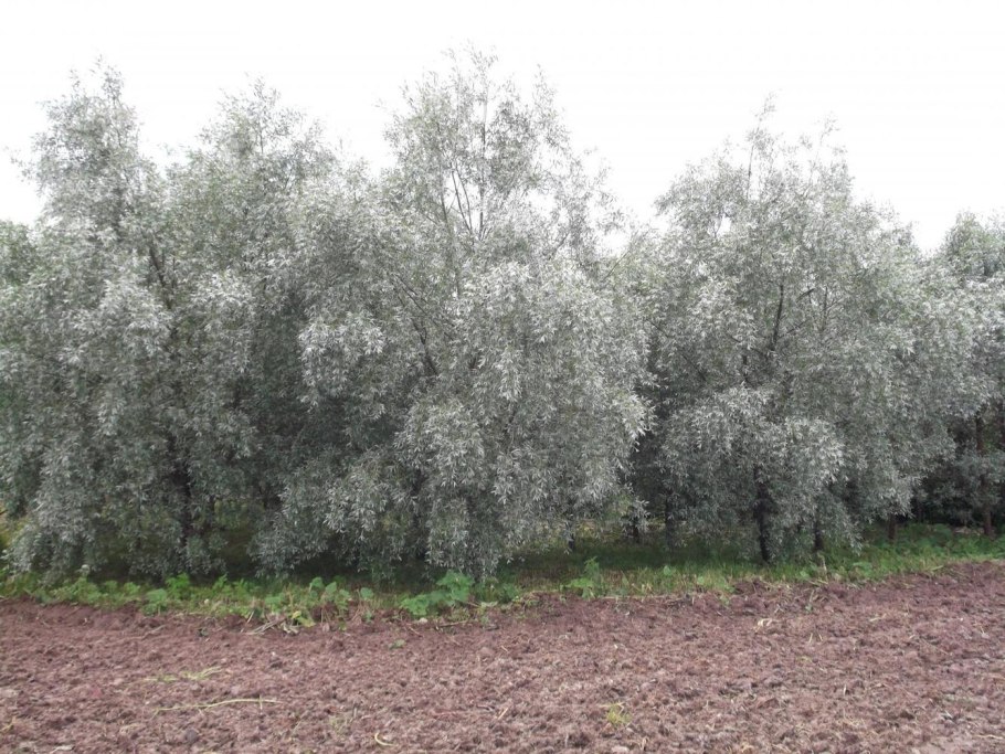 Таблички для дендрария