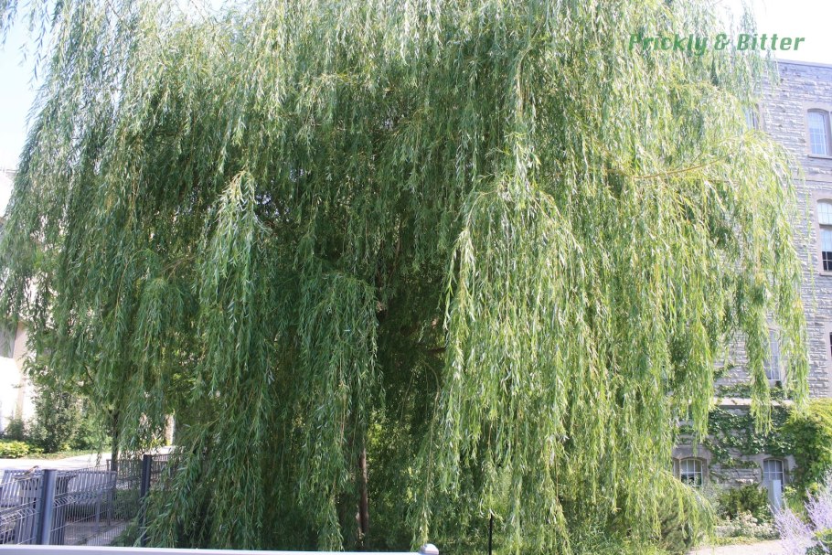 Береза плакучая Youngii