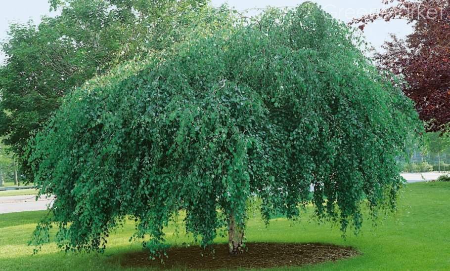 Береза повислая Betula pendula “Youngii”