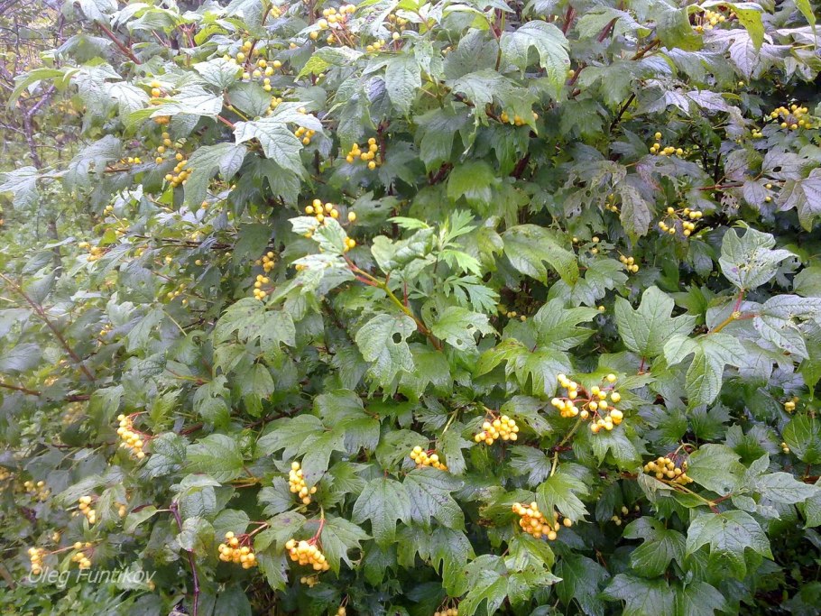 СВГ Желтоплодный форум