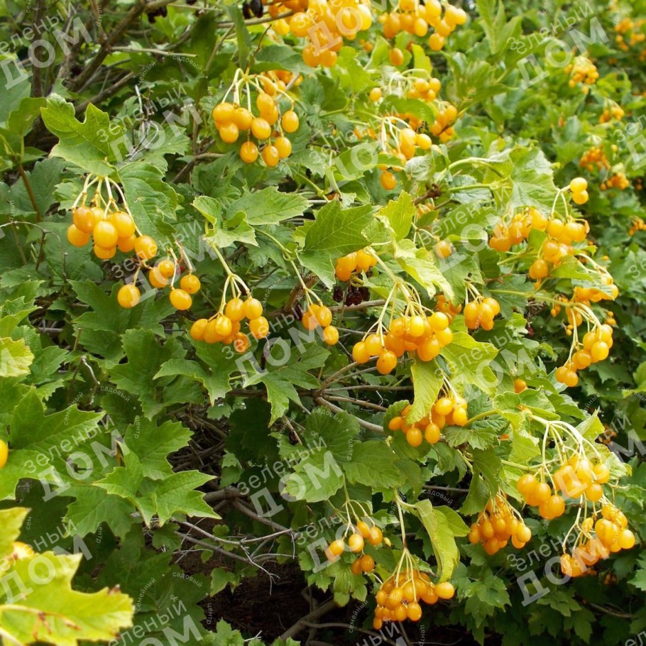 Калина обыкновенная 'xanthocarpum' "Ксантокарпум"