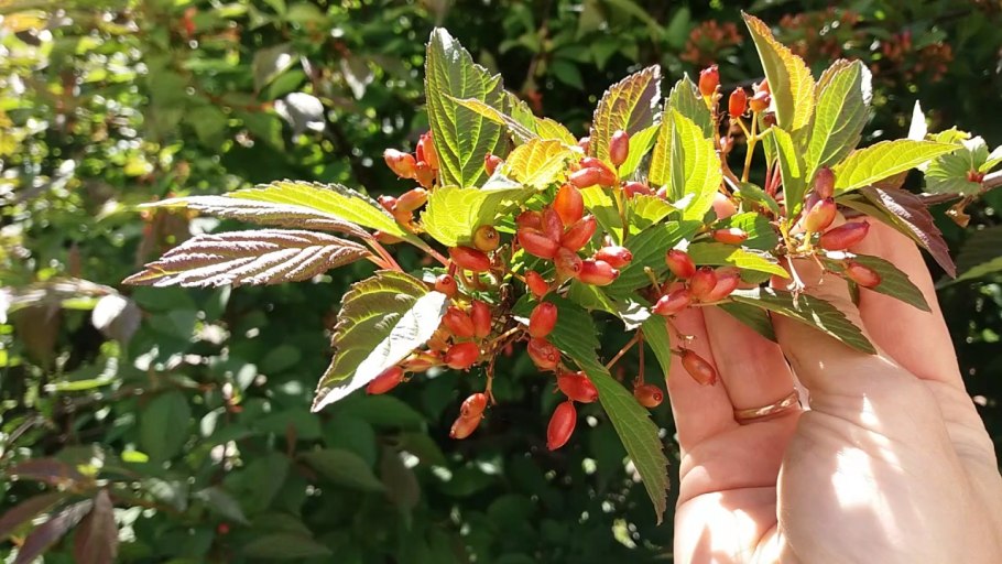 Калина гордовина Mohican