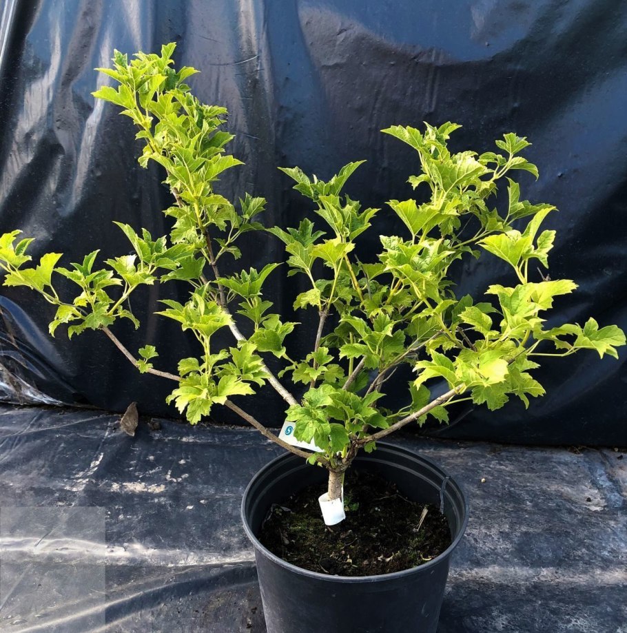 Калина xanthocarpum