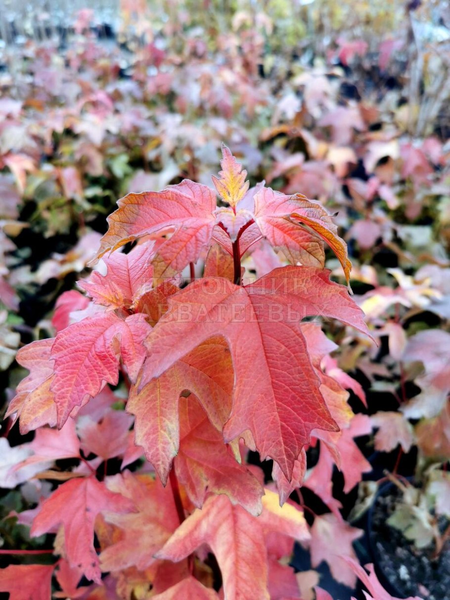 Вибурнум опулюс