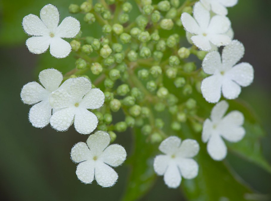 Калина цветение
