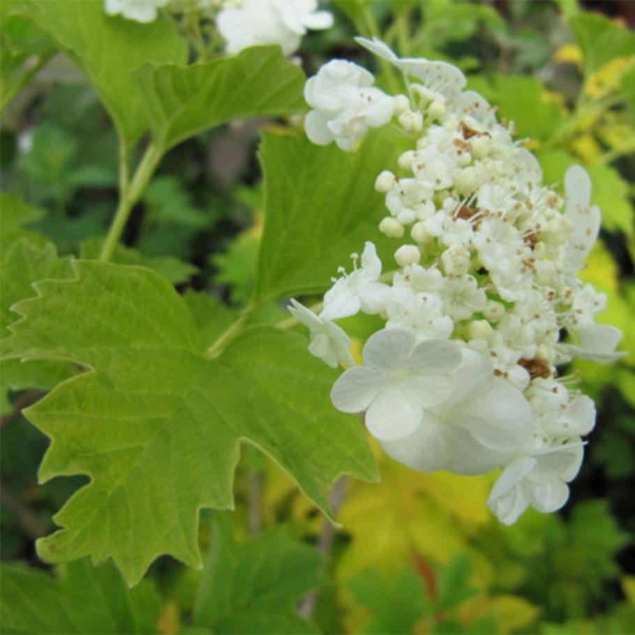 Viburnum opulus 'xanthocarpum'