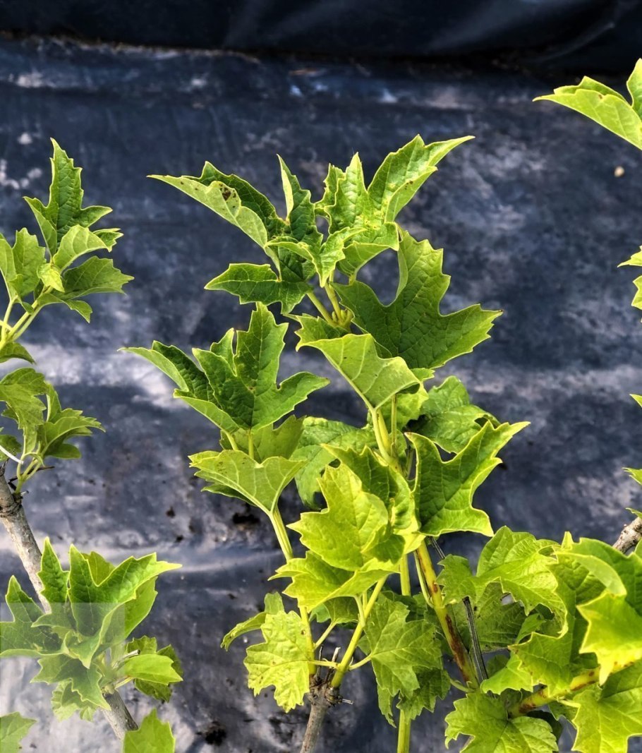 Калина обыкновенная Viburnum opulus