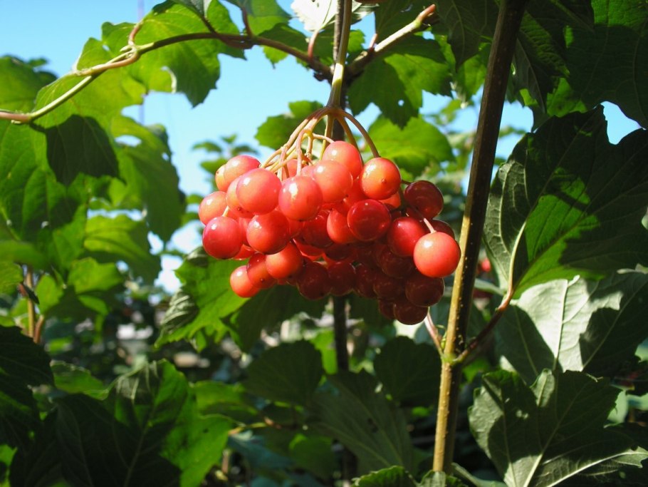 Калина (Viburnum) листья