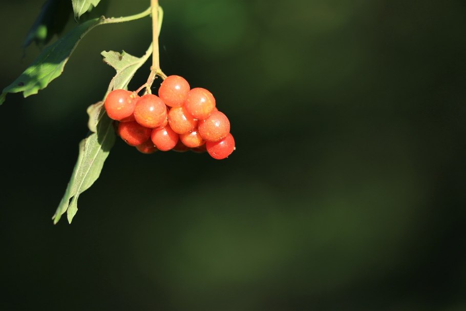 Калина бульденеж с хвойными