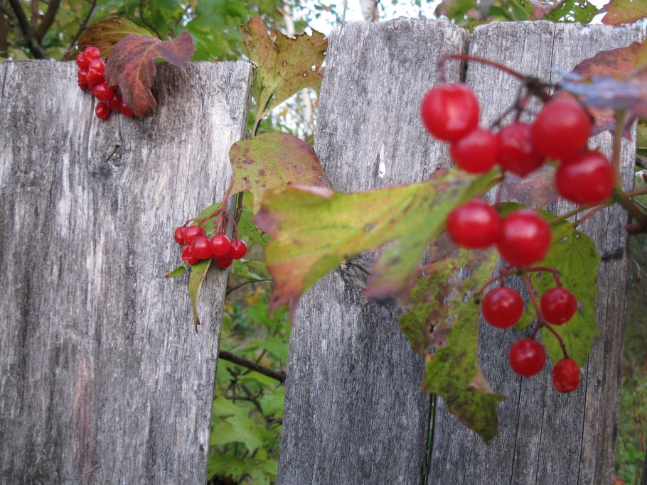 Калина ломкая