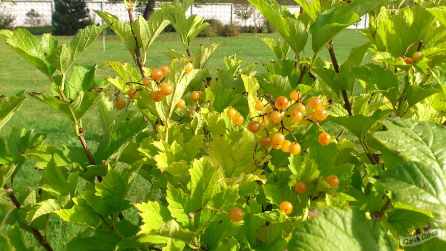 Viburnum opulus 'xanthocarpum'