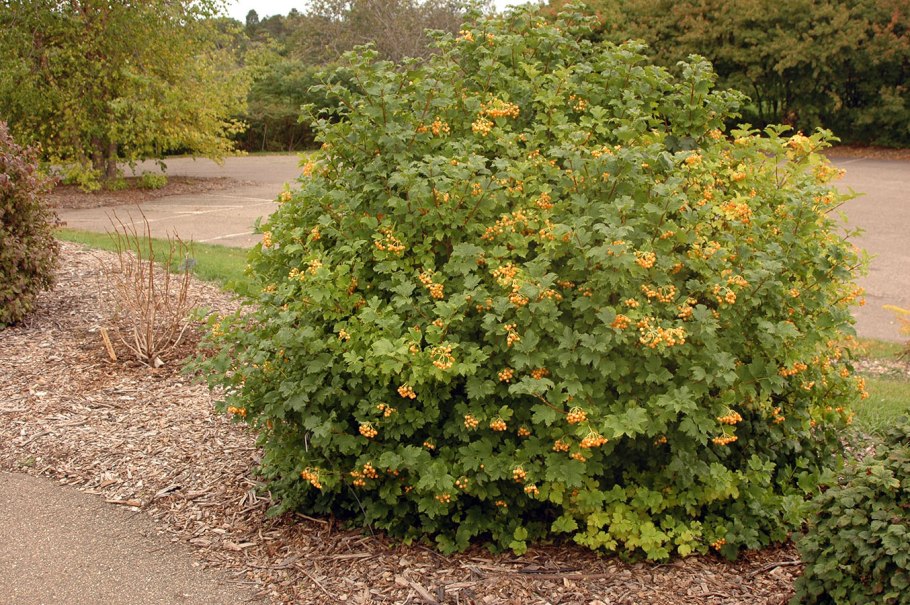 Калина обыкновенная xanthocarpum