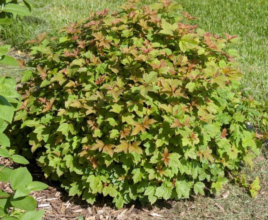 Калина Ксантокарпум