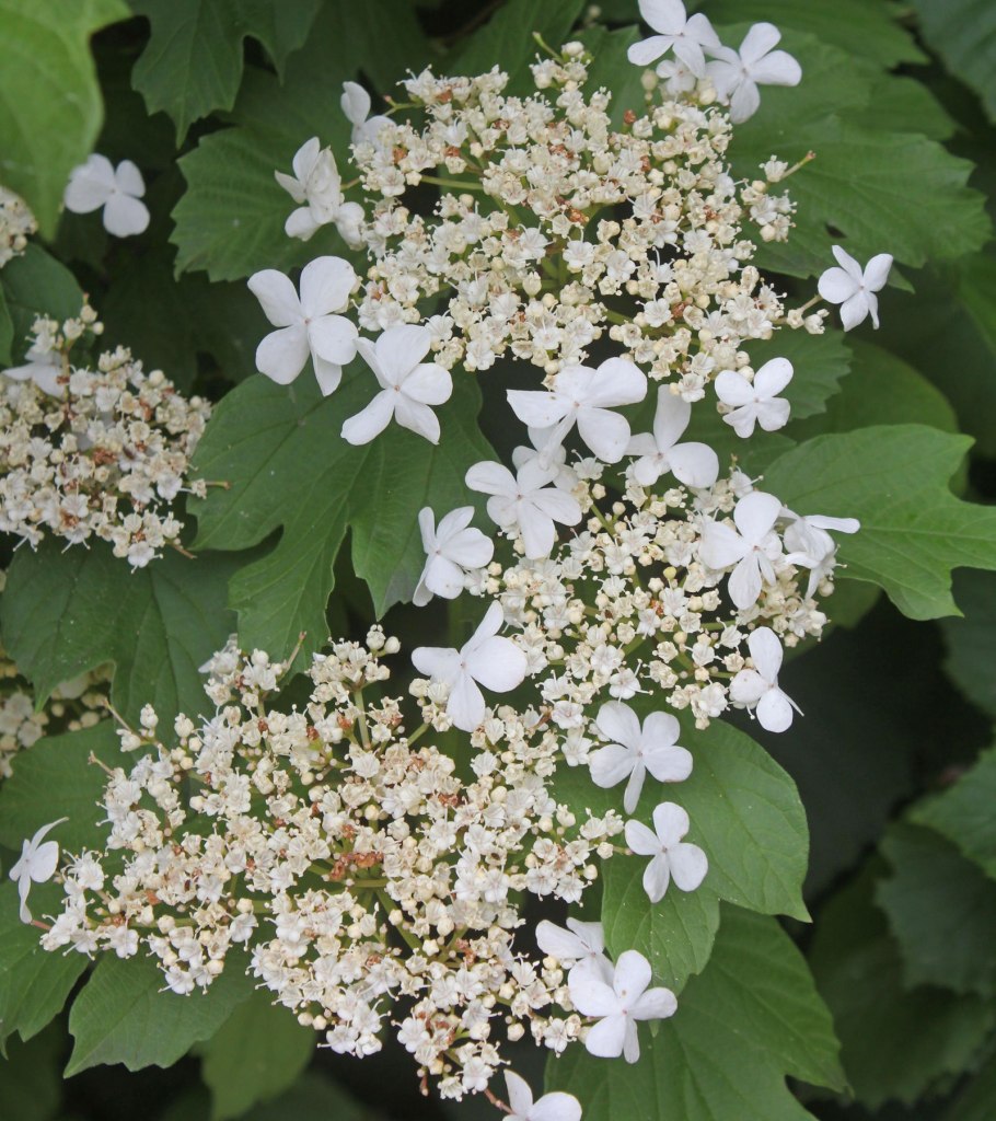 Калина обыкновенная красный коралл