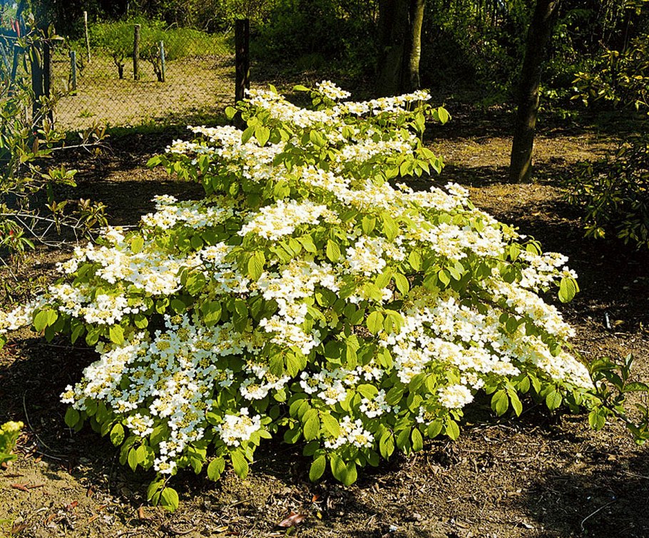 Куст ягодный Буш