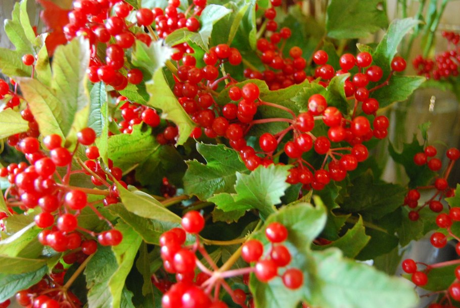 Viburnum opulus семейство