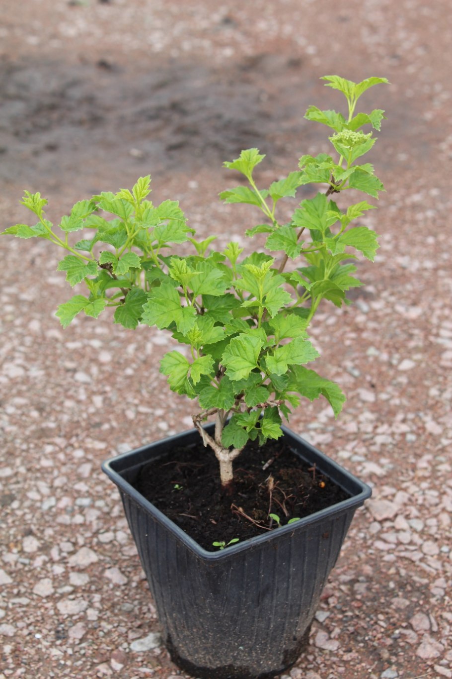 Калина вибурнум