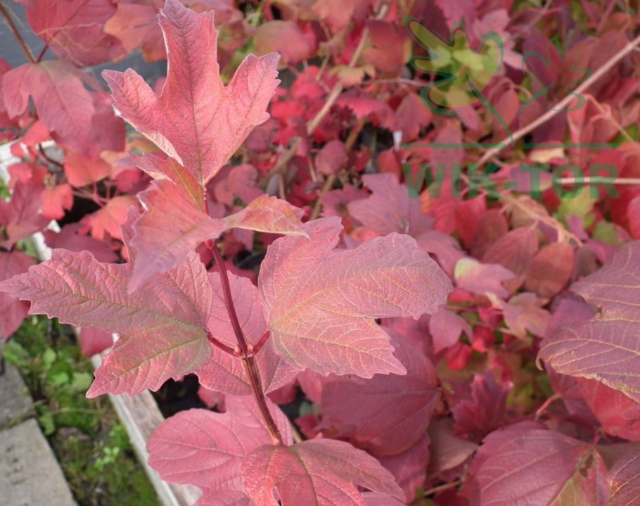 Solanum Atropurpureum