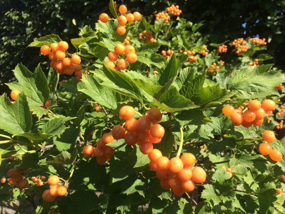 Гортензия вибурнум опулюс Розеум