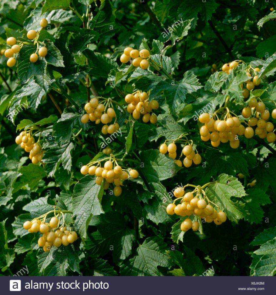 Калина обыкновенная xanthocarpum