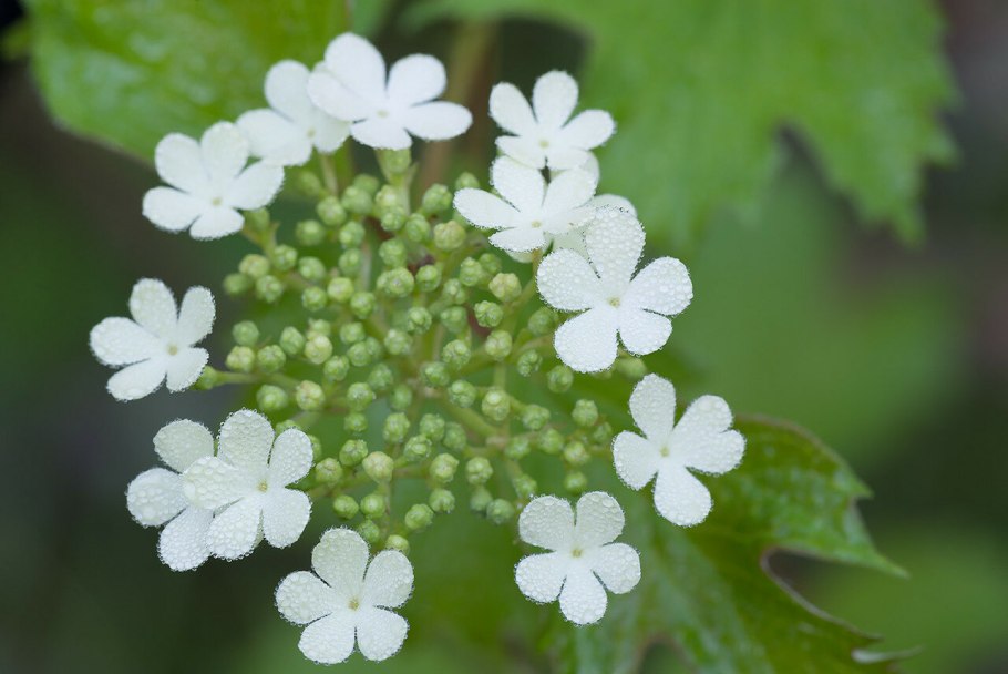 Калина (Viburnum)