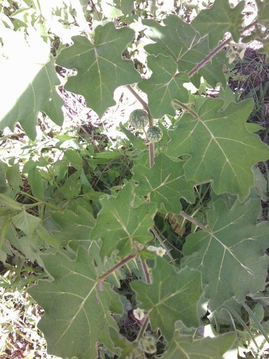 Калина обыкновенная на колпаках