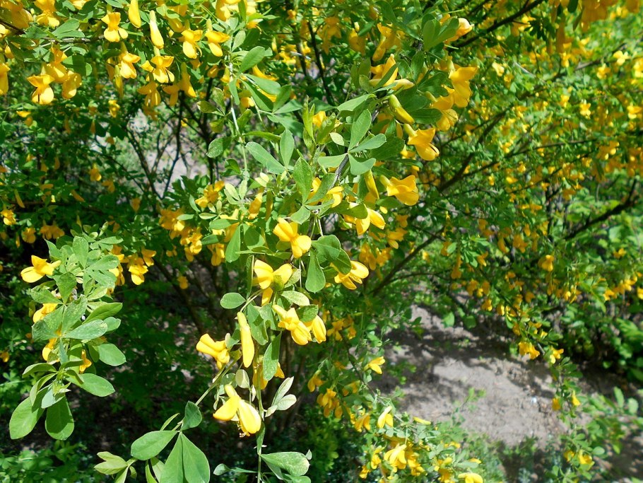 Акация Карагана древовидная