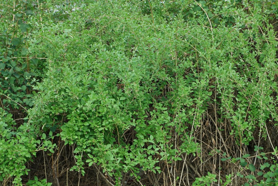 Акация желтая Карагана древовидная