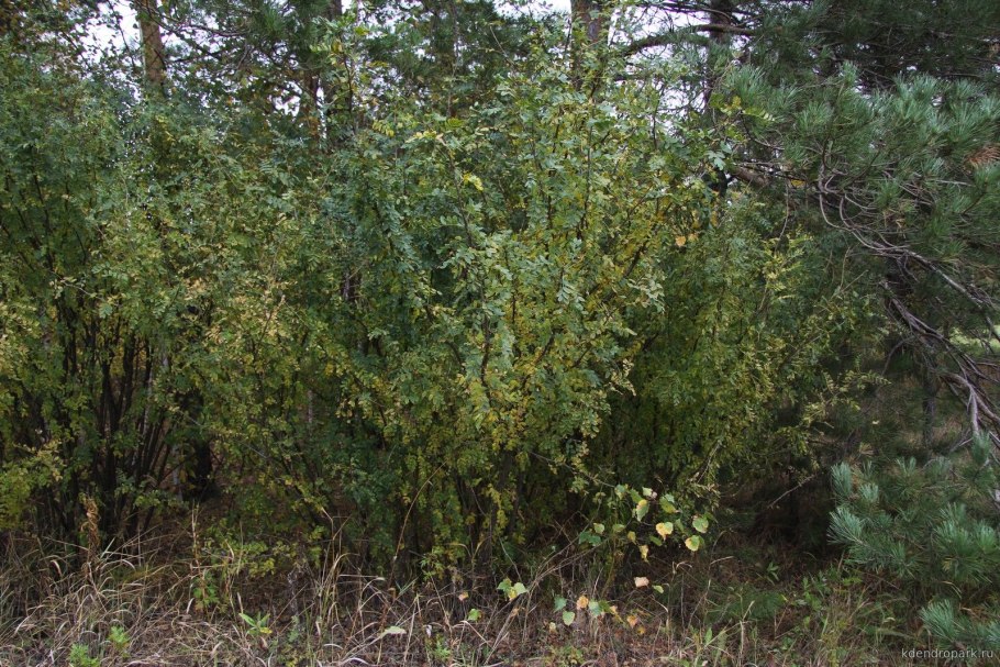 Карагана кустарниковая