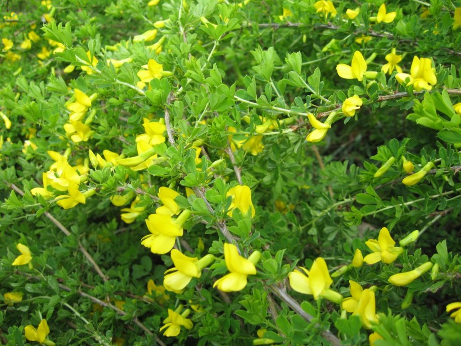 Карагана древовидная Caragana arborescens lam.