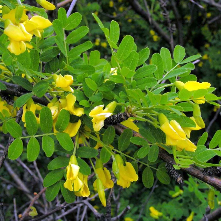 Карагана мелколистная