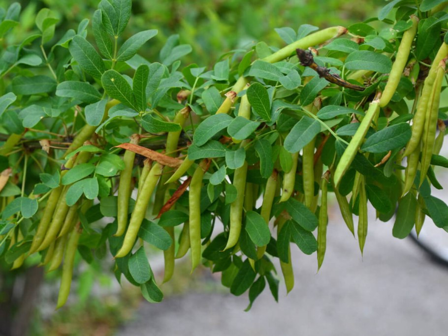 Карагана Уссурийская Caragana ussuriensis