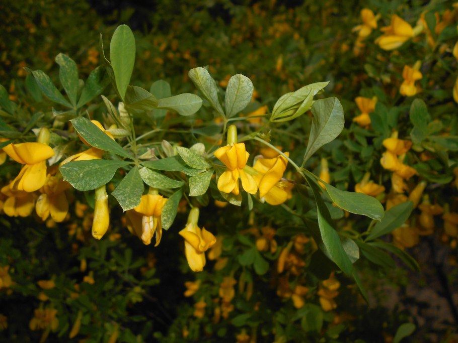 Карагана древовидная дерево