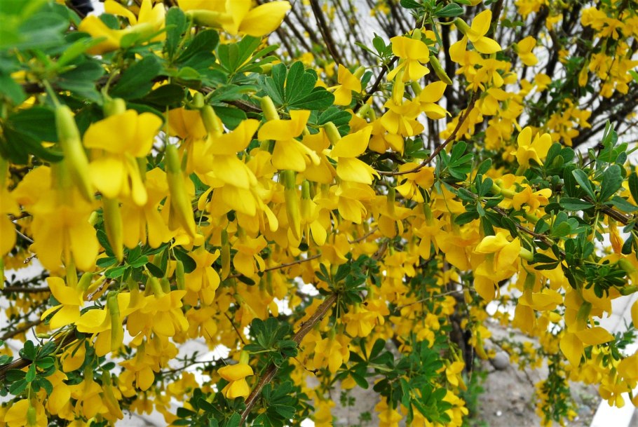 Карагана древовидная осенью